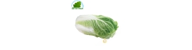 Chinese cabbage (piece)- COST - Approx. 1kgs