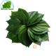 Leaf betel 100g