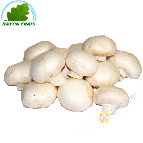 White fungus