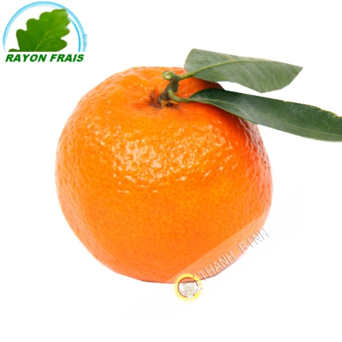 Clementine Espagne (kg)- COSTO