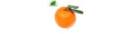 Clementine Espagne (kg)- COSTO