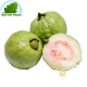 Guava Vietnam (kg)