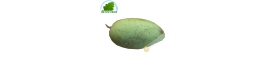 Green Mango for salad Vietnam (kg)